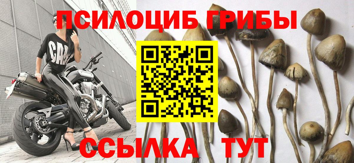 Псилоцибиновые грибы Cubensis Кизляр